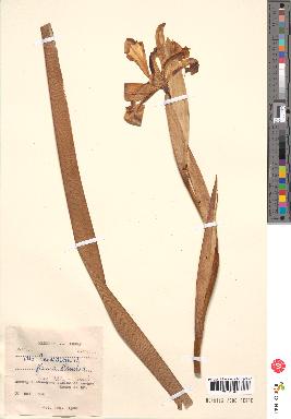 spécimen de Iris pseudacorus