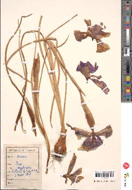 spécimen de Iris xiphioides