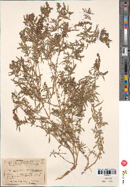 spécimen de Amaranthus muricatus