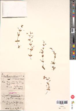 spécimen de Ilysanthes gratioloides