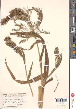 spécimen de Panicum miliaceum