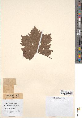 spécimen de Vitis vinifera