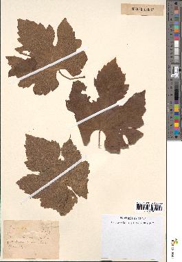 spécimen de Vitis vinifera