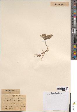 spécimen de Teucrium rotundifolium