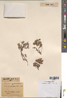 spécimen de Teucrium rotundifolium