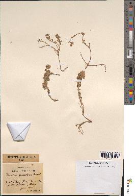 spécimen de Teucrium rotundifolium