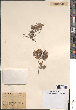 spécimen de Teucrium rotundifolium