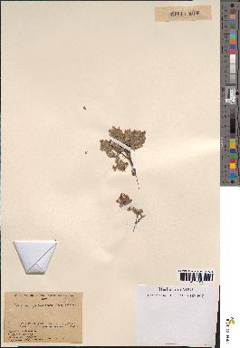 spécimen de Teucrium rotundifolium