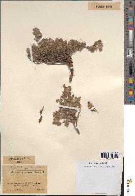 spécimen de Teucrium rotundifolium