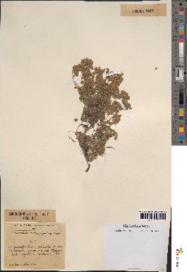 spécimen de Teucrium rotundifolium