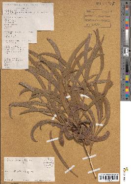 spécimen de Acacia heterophylla