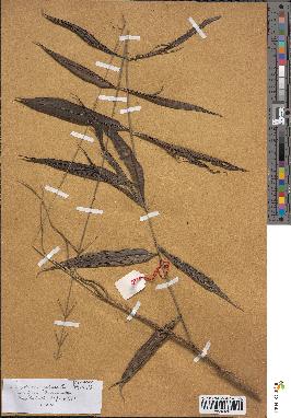 spécimen de Desmoncus polyacanthos
