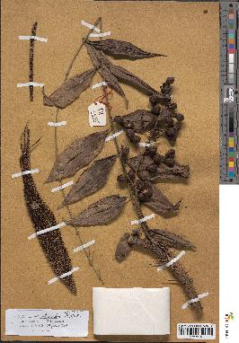 spécimen de Desmoncus polyacanthos