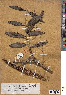 spécimen de Desmoncus polyacanthos