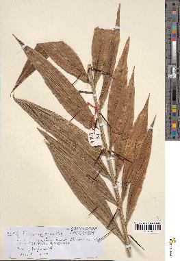 spécimen de Desmoncus orthacanthos