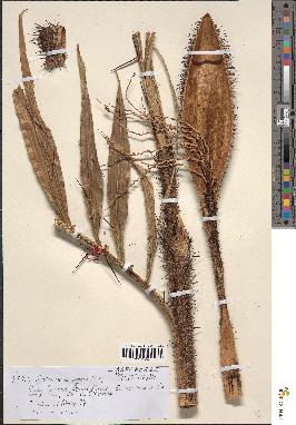 spécimen de Desmoncus orthacanthos