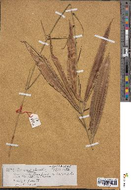 spécimen de Desmoncus orthacanthos