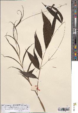 spécimen de Desmoncus sp.