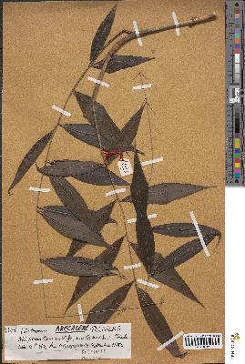 spécimen de Desmoncus sp.