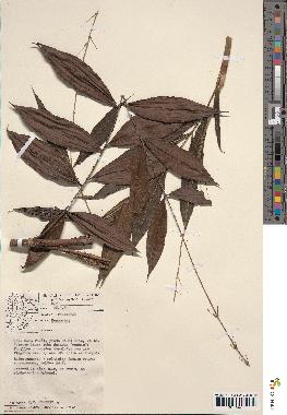 spécimen de Desmoncus sp.