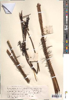 spécimen de Calamus perakensis