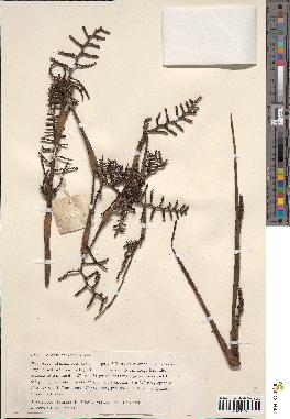 spécimen de Calamus perakensis