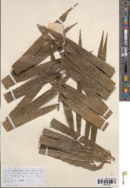 spécimen de Calamus perakensis