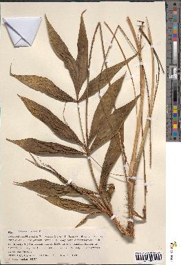 spécimen de Calamus javensis