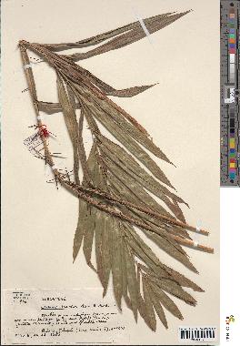 spécimen de Calamus deerratus