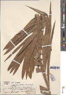 spécimen de Calamus deerratus