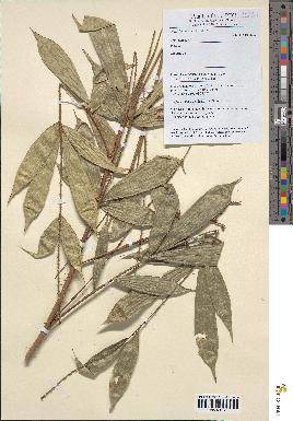 spécimen de Calamus sp.