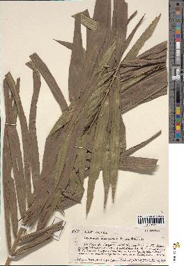 spécimen de Calamus deerratus