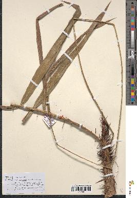 spécimen de Calamus deerratus
