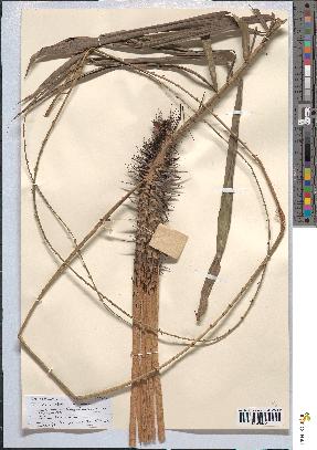 spécimen de Calamus deerratus