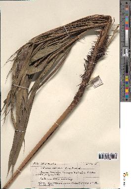 spécimen de Calamus deerratus
