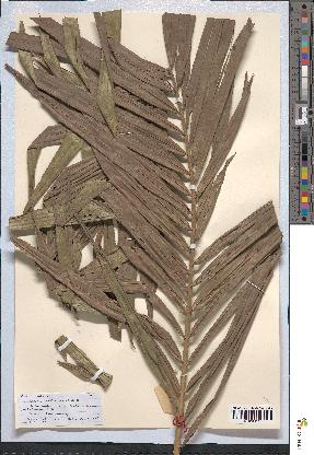 spécimen de Calamus deerratus
