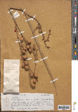 spécimen de Calamus sp.