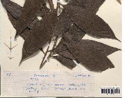 spécimen de Desmoncus sp.