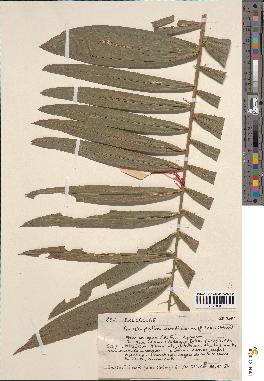 spécimen de Ancistrophyllum secundiflorum