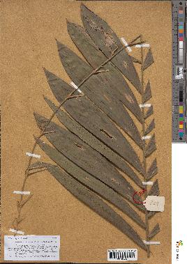 spécimen de Ancistrophyllum secundiflorum