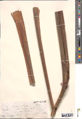 spécimen de Euterpe oleracea