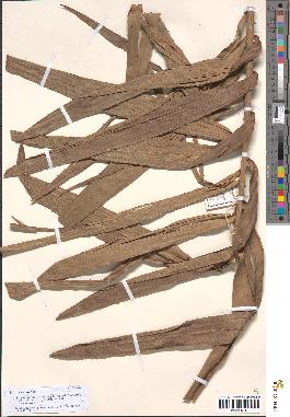 spécimen de Eremospatha macrocarpa