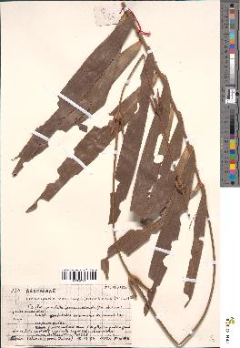 spécimen de Eremospatha macrocarpa