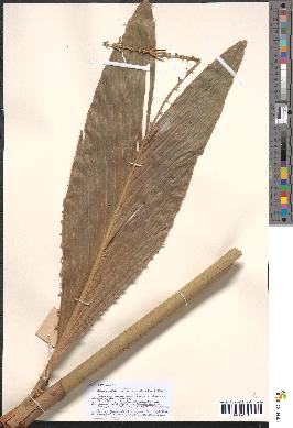 spécimen de Eremospatha macrocarpa