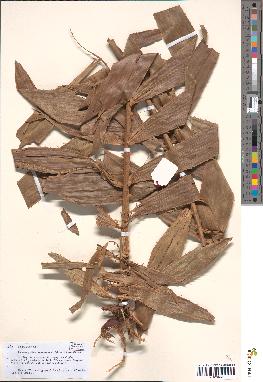 spécimen de Eremospatha macrocarpa