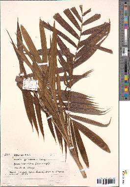 spécimen de Elaeis guineensis