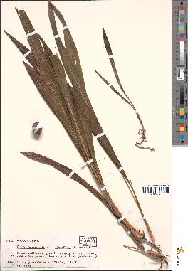 spécimen de Elaeis guineensis