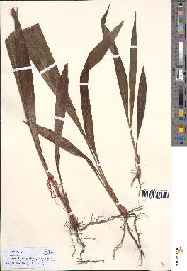 spécimen de Elaeis guineensis