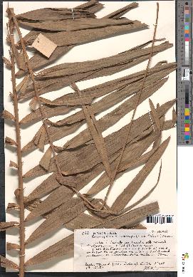 spécimen de Eremospatha macrocarpa
