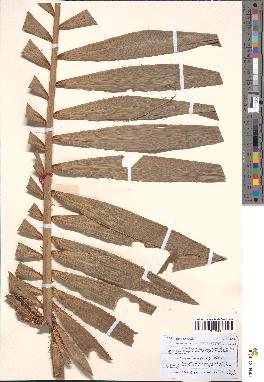 spécimen de Eremospatha macrocarpa